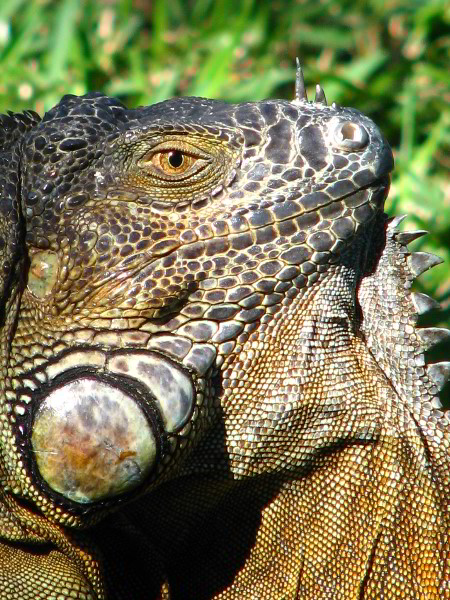 Bonnet-House-Fort-Lauderdale-FL-053