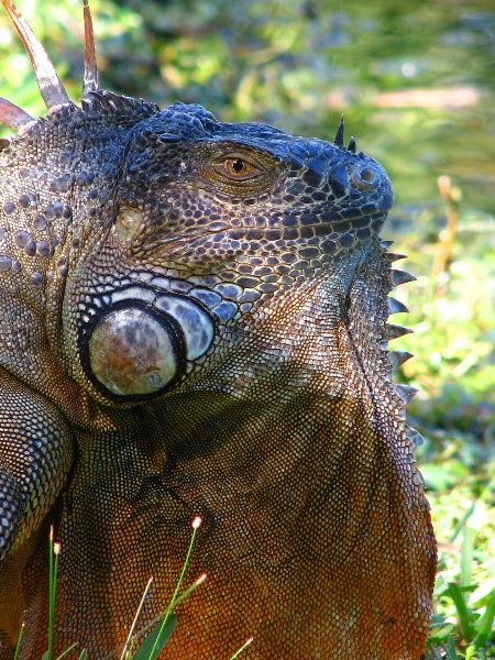 Bonnet-House-Fort-Lauderdale-FL-055