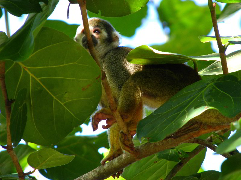Bonnet-House-Fort-Lauderdale-FL-060