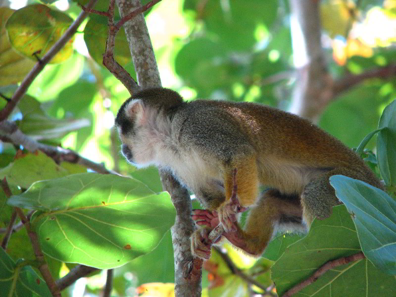 Bonnet-House-Fort-Lauderdale-FL-061