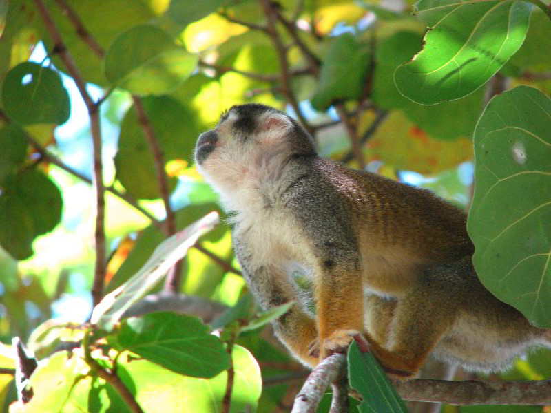 Bonnet-House-Fort-Lauderdale-FL-062