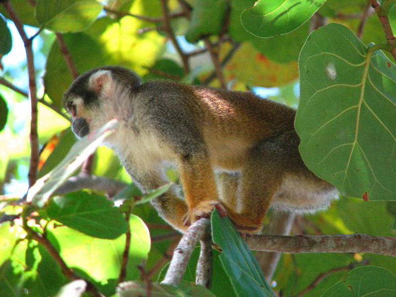 Bonnet-House-Fort-Lauderdale-FL-063