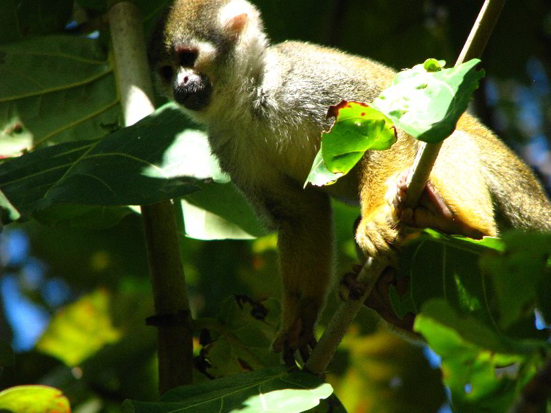 Bonnet-House-Fort-Lauderdale-FL-064