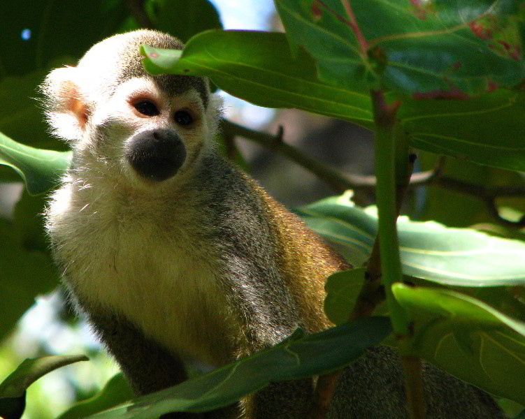 Bonnet-House-Fort-Lauderdale-FL-066