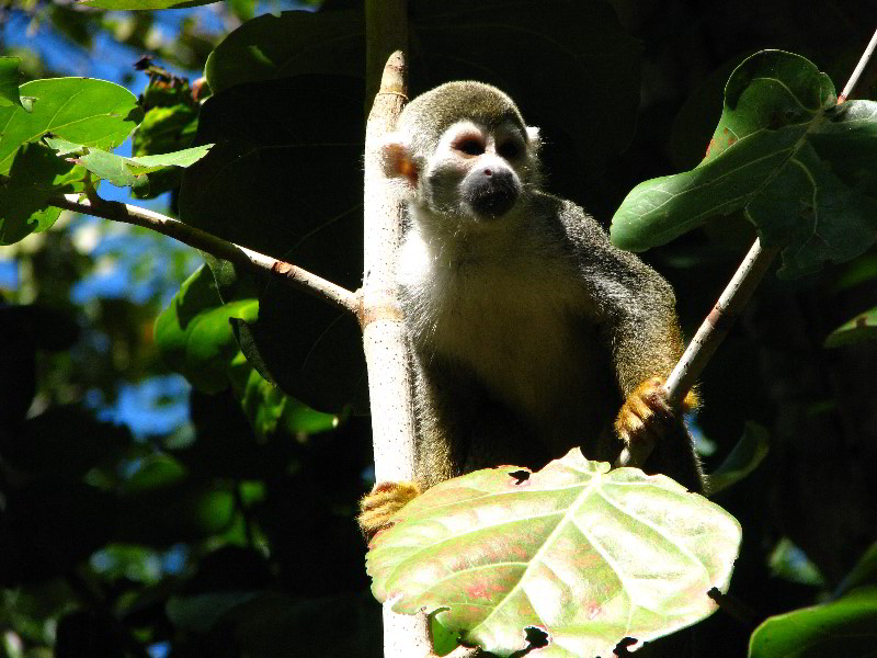 Bonnet-House-Fort-Lauderdale-FL-067