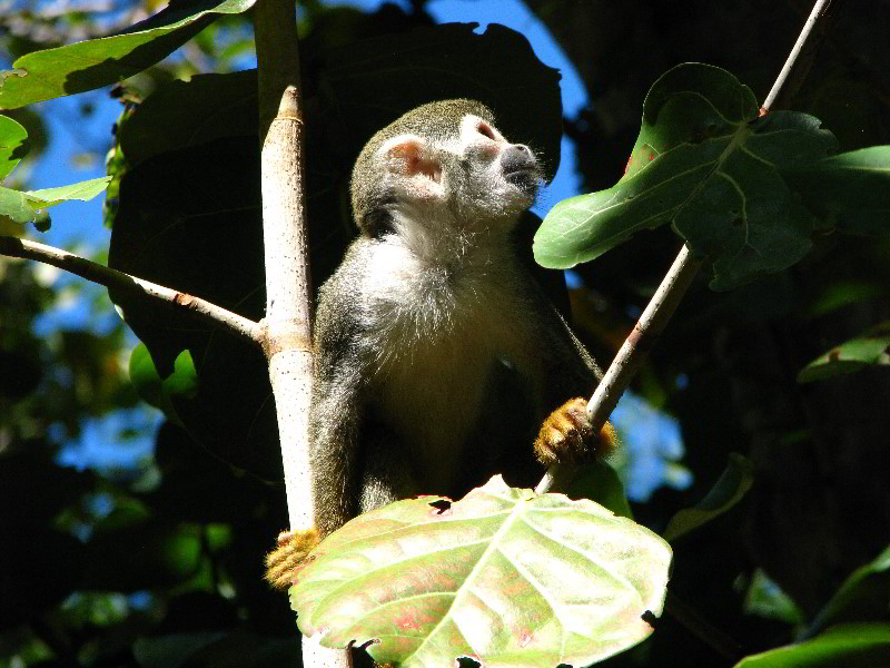 Bonnet-House-Fort-Lauderdale-FL-068
