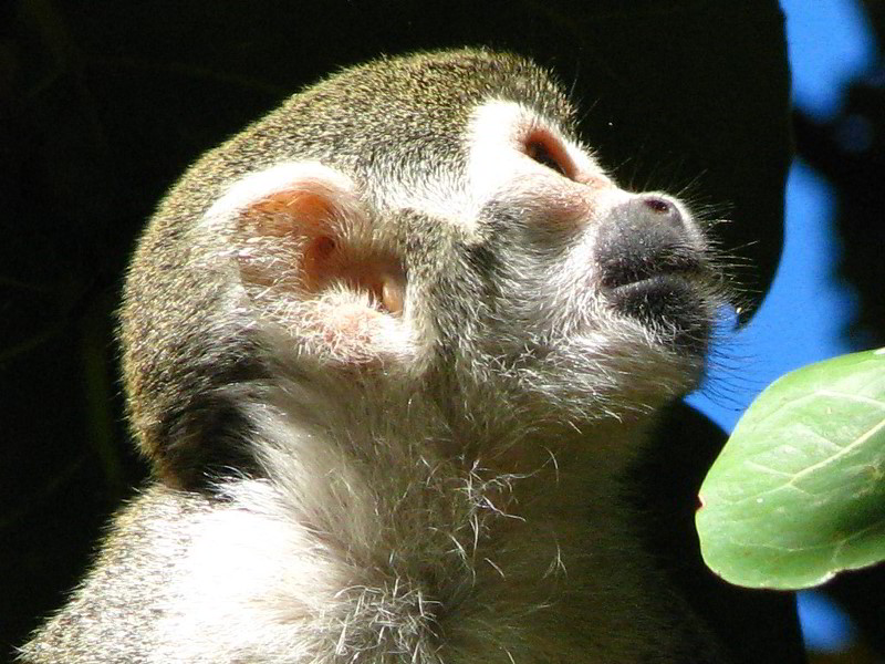 Bonnet-House-Fort-Lauderdale-FL-069