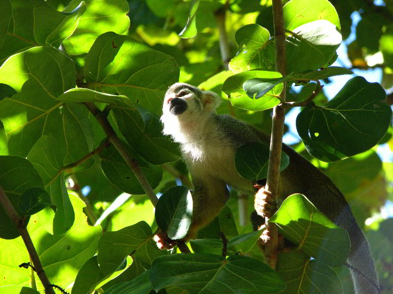 Bonnet-House-Fort-Lauderdale-FL-070