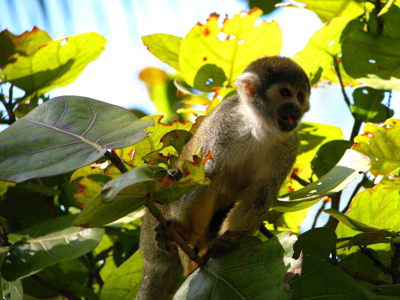 Bonnet-House-Fort-Lauderdale-FL-071