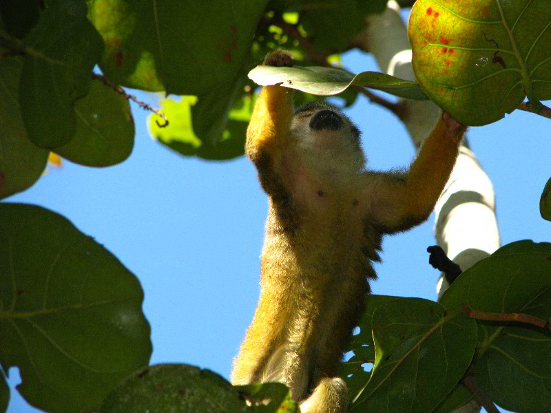 Bonnet-House-Fort-Lauderdale-FL-072