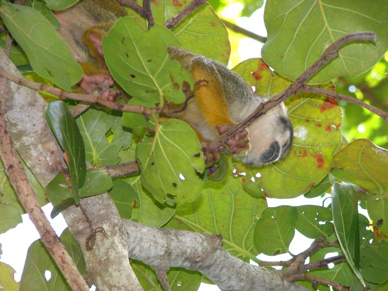 Bonnet-House-Fort-Lauderdale-FL-073
