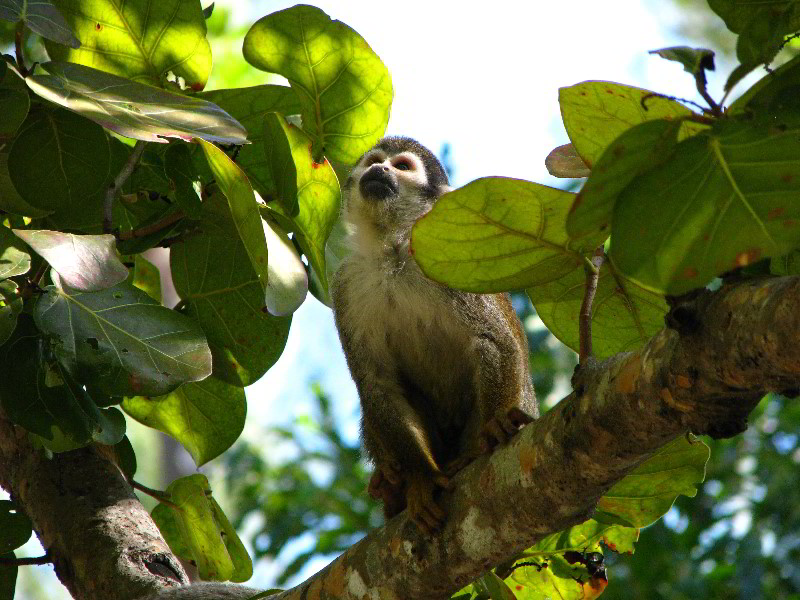 Bonnet-House-Fort-Lauderdale-FL-074