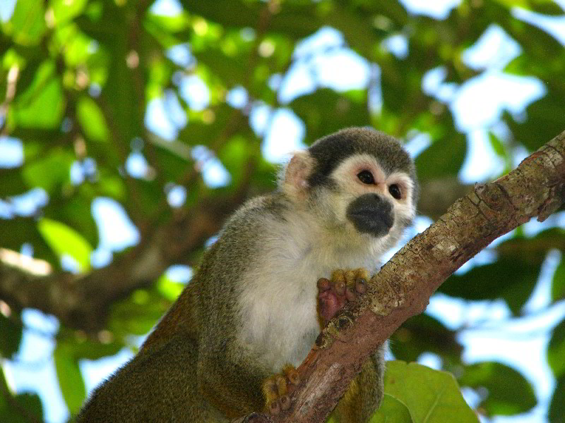 Bonnet-House-Fort-Lauderdale-FL-076