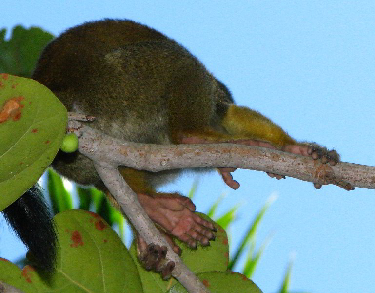 Bonnet-House-Fort-Lauderdale-FL-077