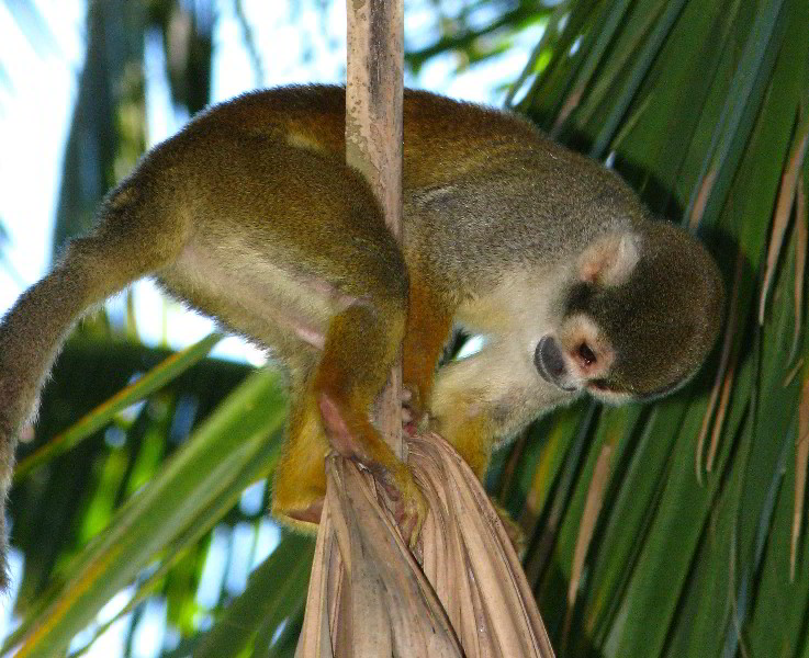 Bonnet-House-Fort-Lauderdale-FL-078