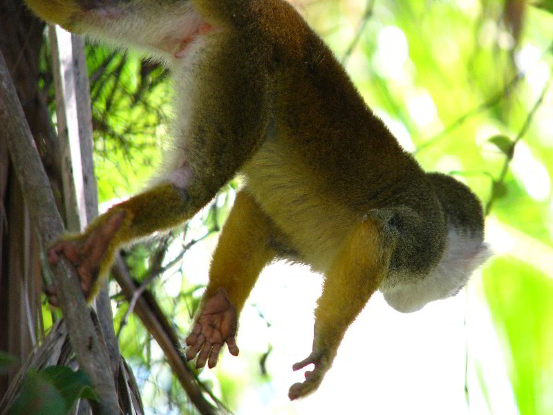 Bonnet-House-Fort-Lauderdale-FL-081