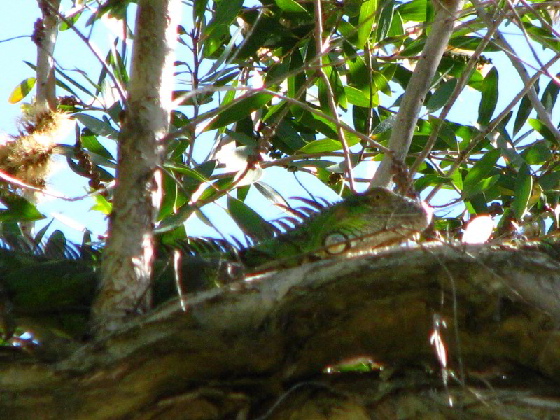Bonnet-House-Fort-Lauderdale-FL-086