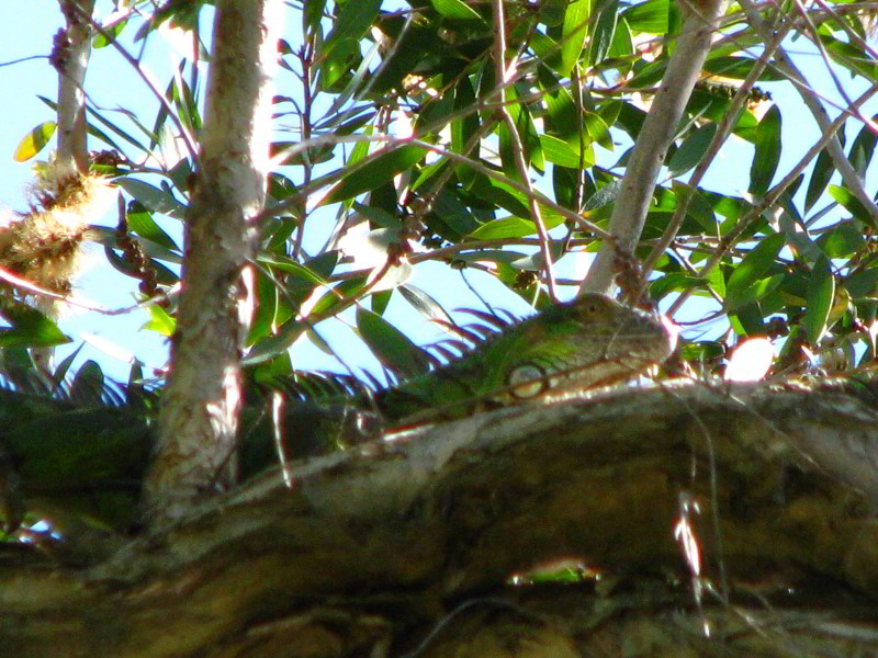 Bonnet-House-Fort-Lauderdale-FL-086