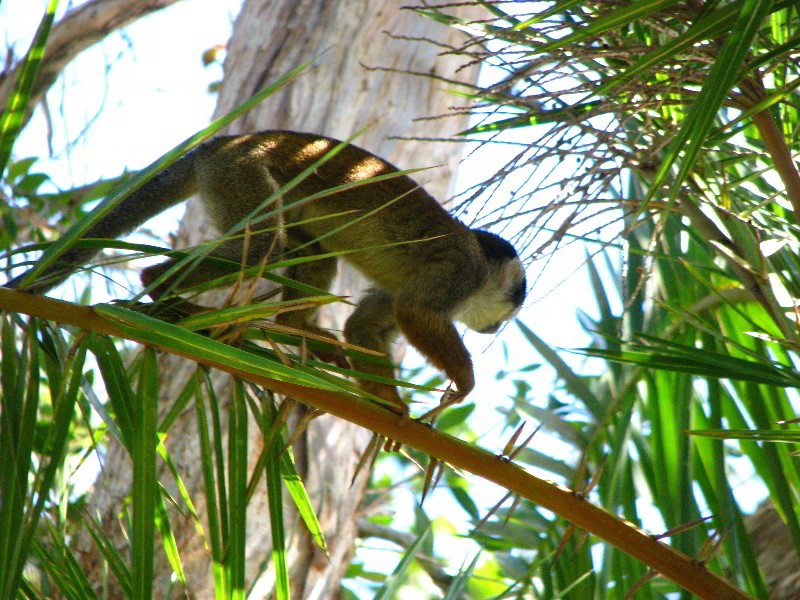 Bonnet-House-Fort-Lauderdale-FL-087