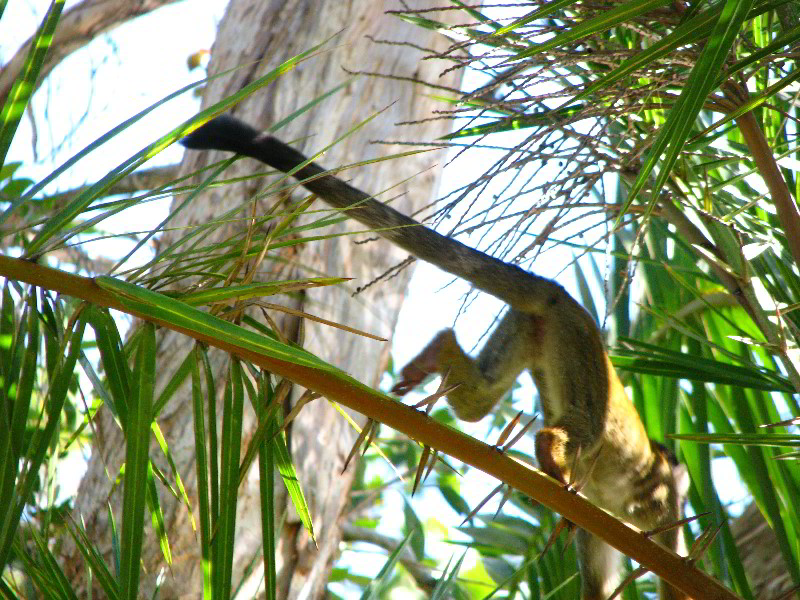 Bonnet-House-Fort-Lauderdale-FL-088