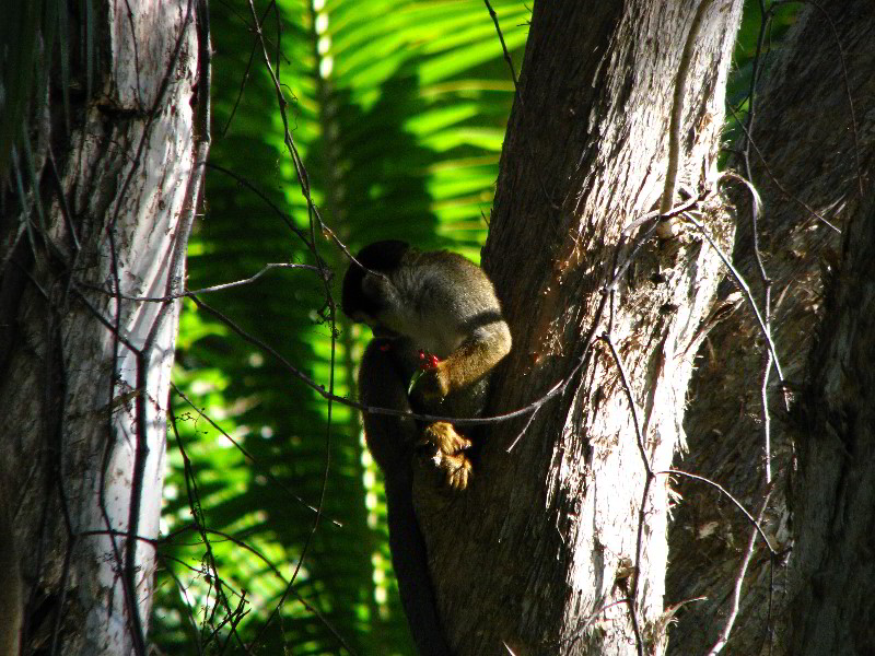 Bonnet-House-Fort-Lauderdale-FL-089