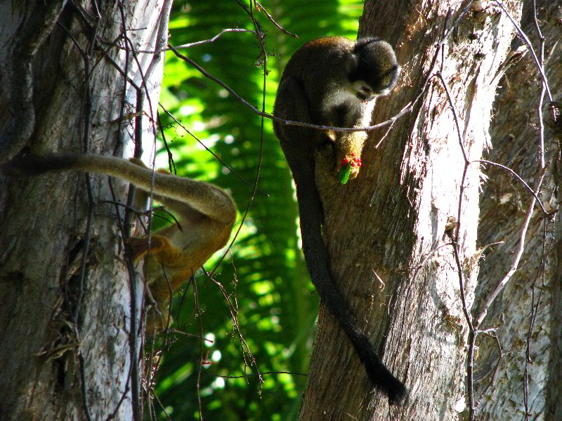 Bonnet-House-Fort-Lauderdale-FL-090