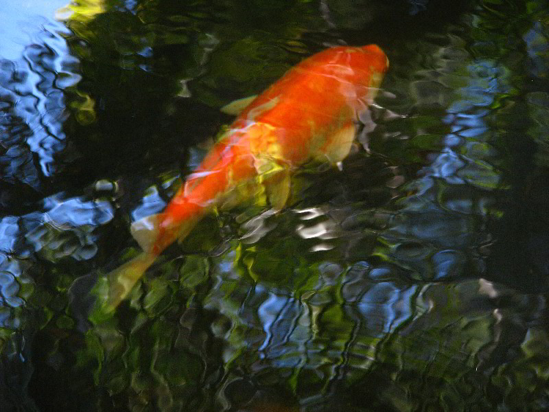 Bonnet-House-Fort-Lauderdale-FL-096