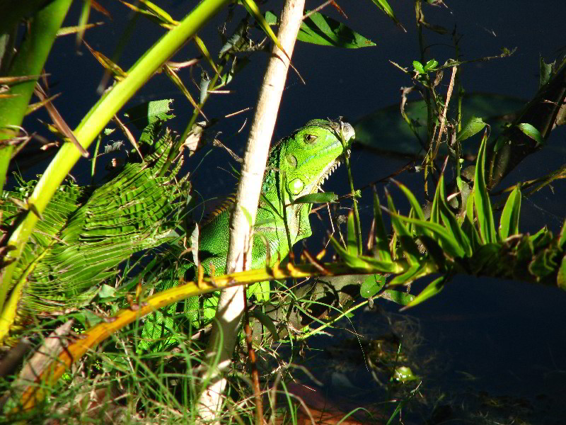 Bonnet-House-Fort-Lauderdale-FL-111