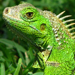 The Bonnet House In Summer