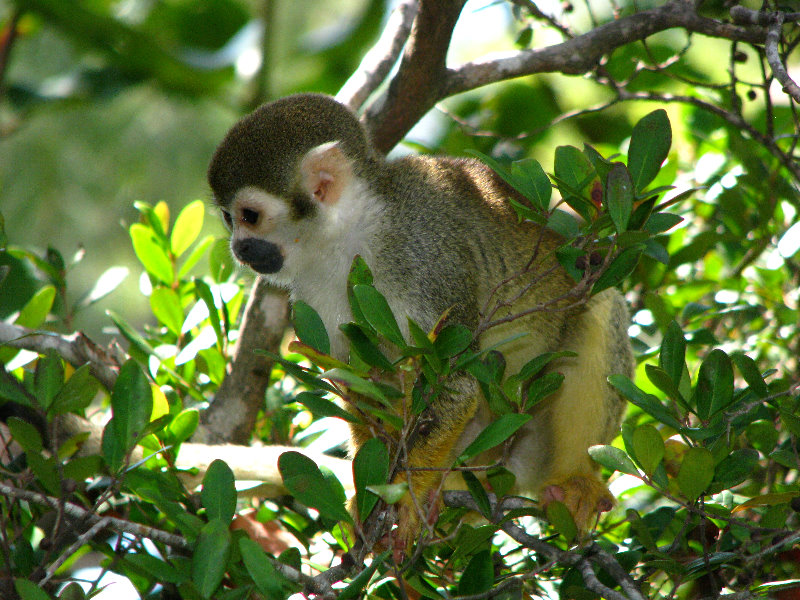 Bonnet-House-Summer-Fort-Lauderdale-FL-109