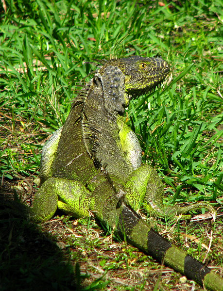 Bonnet-House-Summer-Fort-Lauderdale-FL-118