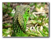 Bonnet-House-Summer-Fort-Lauderdale-FL-087