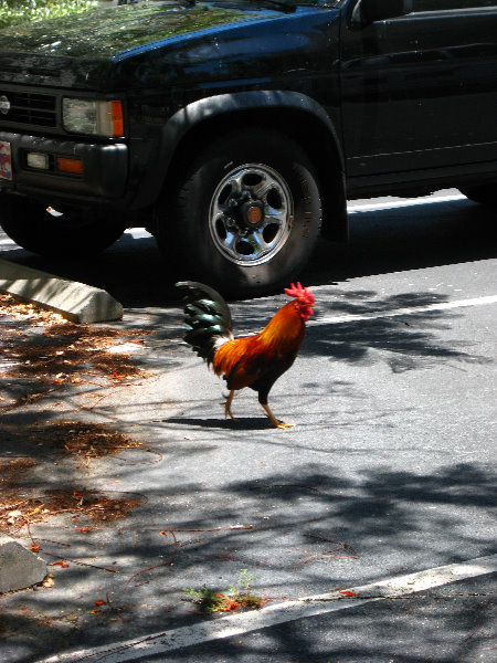 Bos-Fish-Wagon-Restaurant-Key-West-FL-002