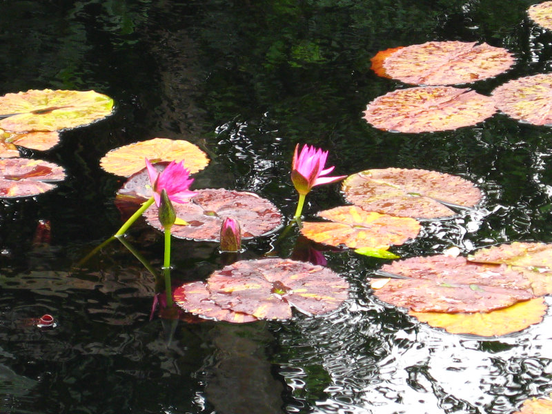 Botero-At-Fairchild-Gardens-Coral-Gables-FL-008