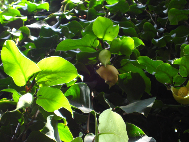 Botero-At-Fairchild-Gardens-Coral-Gables-FL-039