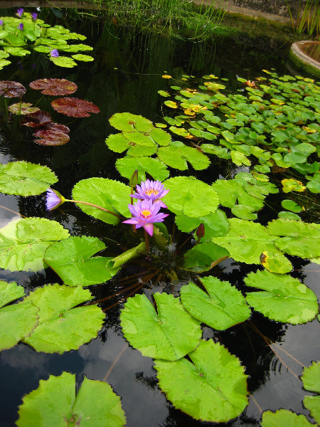 Botero-At-Fairchild-Gardens-Coral-Gables-FL-050