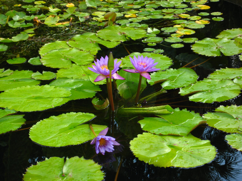 Botero-At-Fairchild-Gardens-Coral-Gables-FL-060