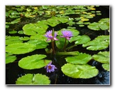 Botero-At-Fairchild-Gardens-Coral-Gables-FL-060