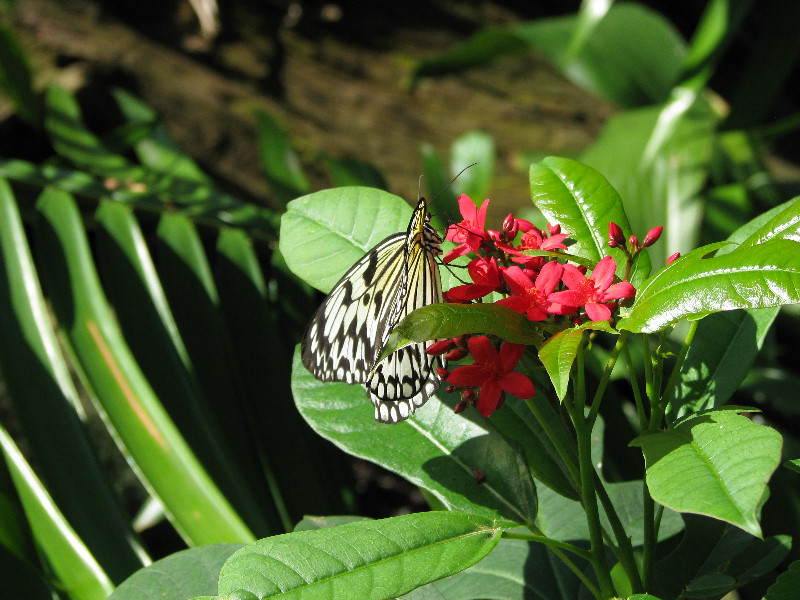 Butterfly-Rainforest-FLMNH-UF-Gainesville-FL-007