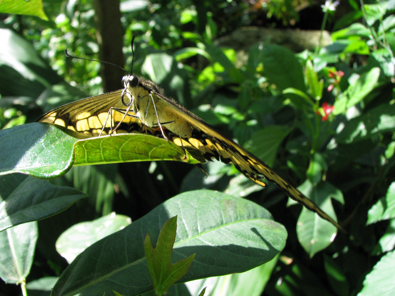 Butterfly-Rainforest-FLMNH-UF-Gainesville-FL-009