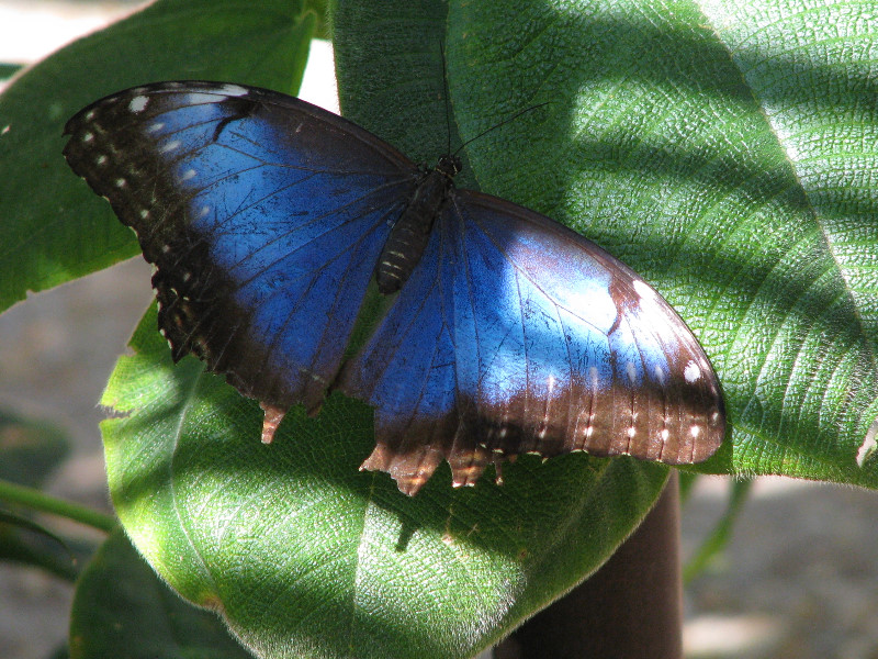 Butterfly-Rainforest-FLMNH-UF-Gainesville-FL-010