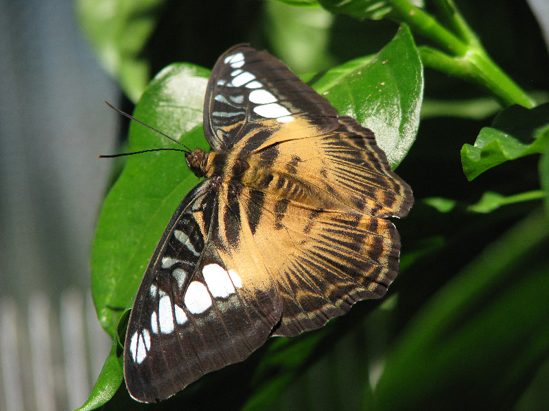 Butterfly-Rainforest-FLMNH-UF-Gainesville-FL-012