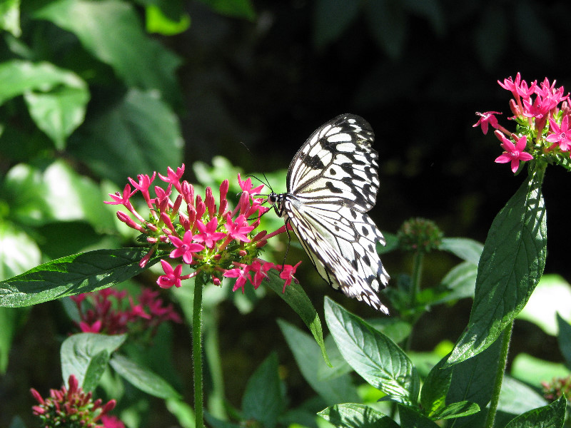 Butterfly-Rainforest-FLMNH-UF-Gainesville-FL-023