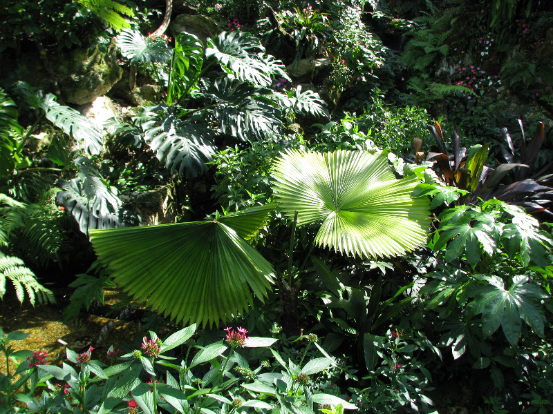 Butterfly-Rainforest-FLMNH-UF-Gainesville-FL-027