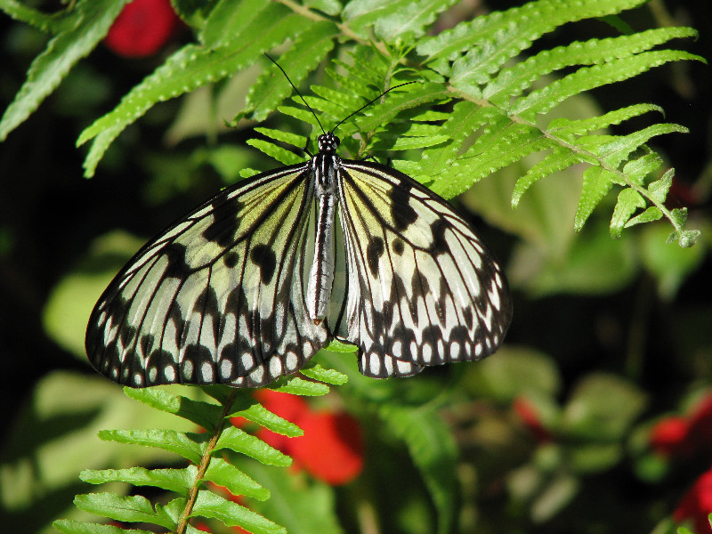 Butterfly-Rainforest-FLMNH-UF-Gainesville-FL-036