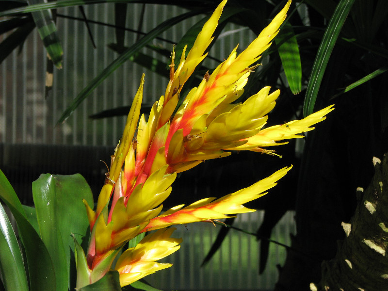 Butterfly-Rainforest-FLMNH-UF-Gainesville-FL-047