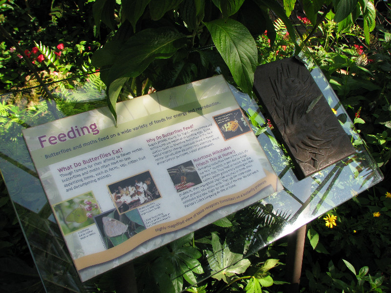 Butterfly-Rainforest-FLMNH-UF-Gainesville-FL-048