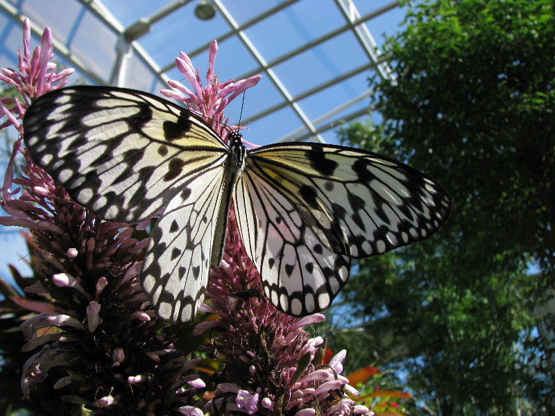 Butterfly-Rainforest-FLMNH-UF-Gainesville-FL-049