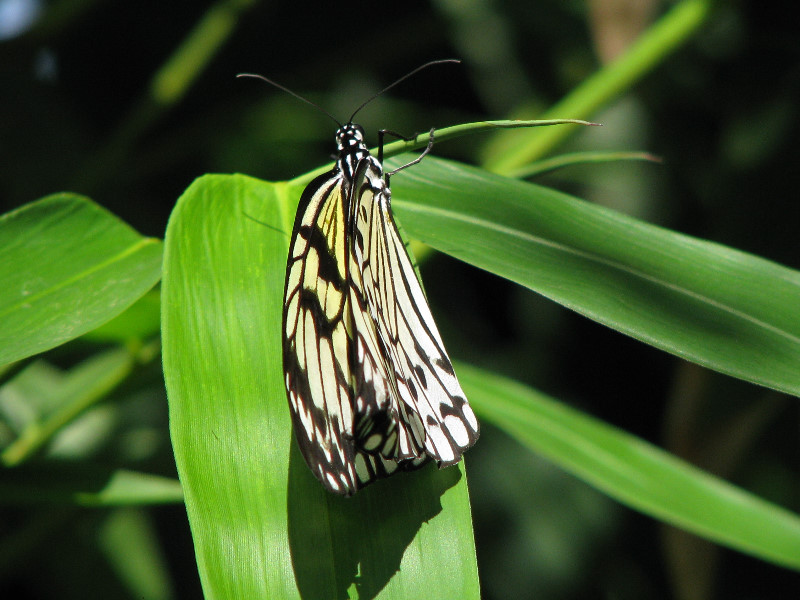 Butterfly-Rainforest-FLMNH-UF-Gainesville-FL-053