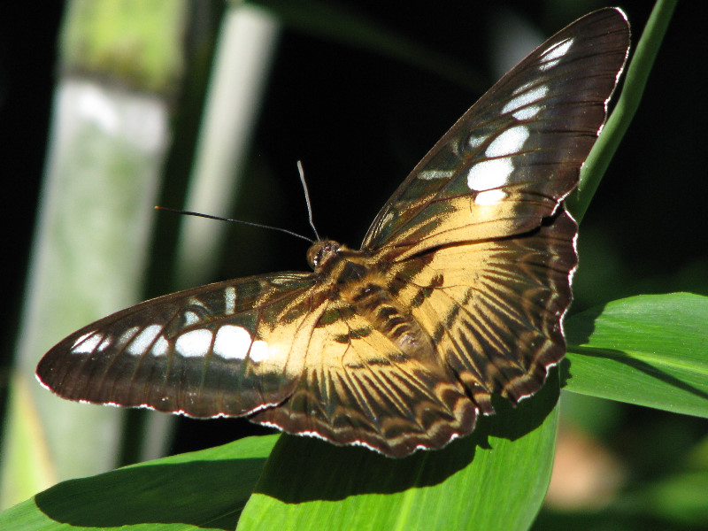 Butterfly-Rainforest-FLMNH-UF-Gainesville-FL-054